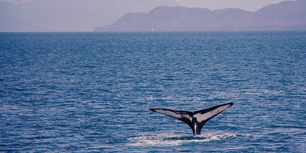 Ver ballenas en Saguenay Canadá costa este