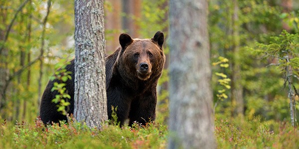 Avistamiento de osos negros en Canadá Este