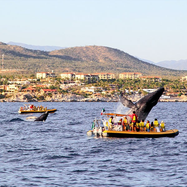 Ver ballenas en Baja California