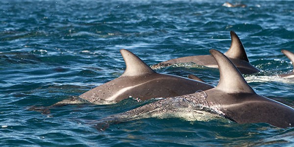 Encuentro con delfines en Nassau