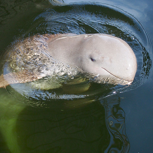 Delfín de agua dulce en Camboya