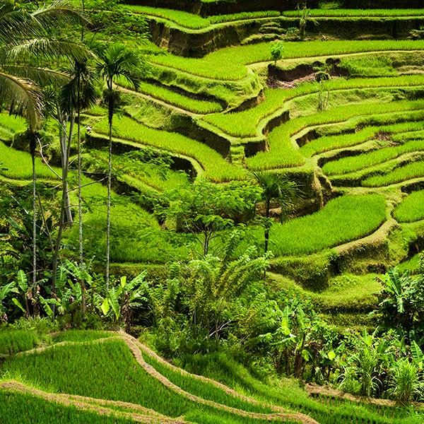 Terrazas de arroz en Ubud