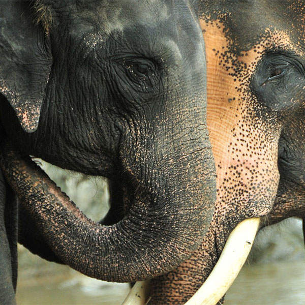 Campamento de elefantes en Tailandia