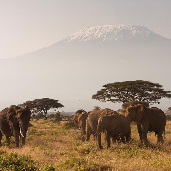 Elefantes en Amboseli con el Kilimanjaro de fondo