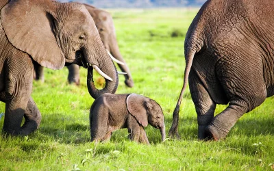 Safari en Kenia con niños