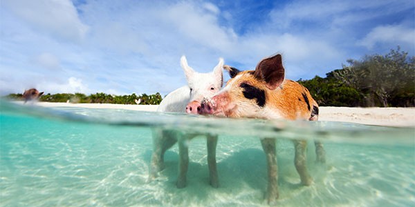 Luna de miel Nueva York y Bahamas: Playa de los cerdos
