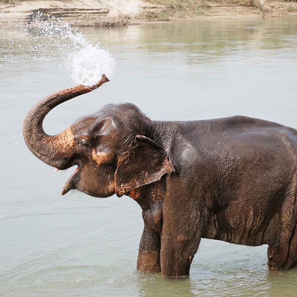 Elefante en Chitwan
