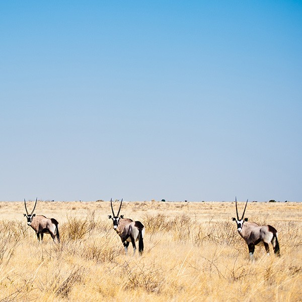 Safari en la Reserva Central del Kalahari