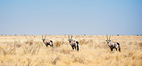 Desierto de Kalahari
