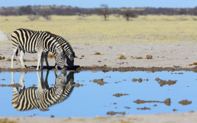 Safari en Botsuana