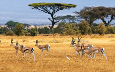 Kenia y Tanzania