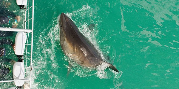Buceo con tiburones en Ciudad del Cabo