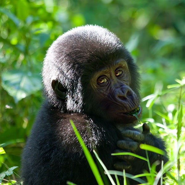 Safari en Uganda para ver gorilas de montaña, Bwindi