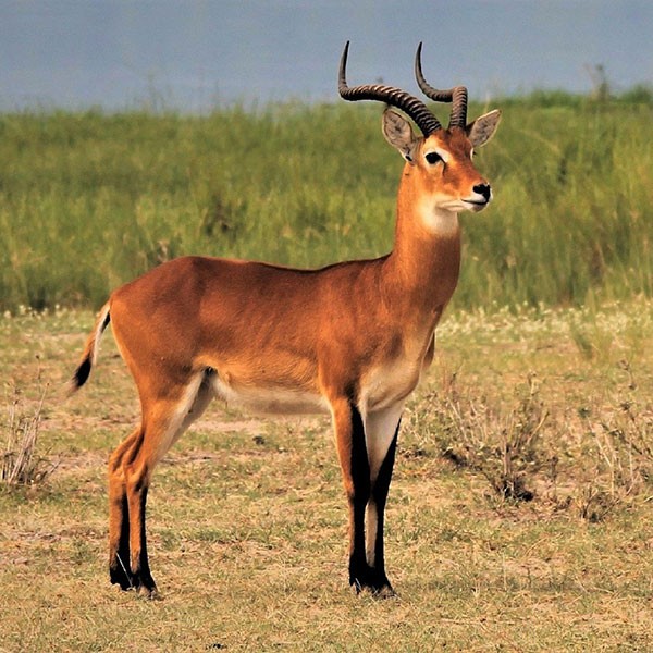 Safari en el Parque Nacional Murchison Falls