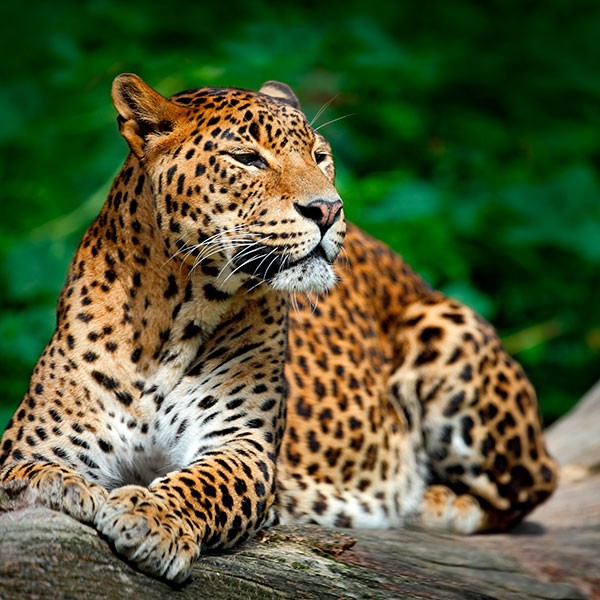 Leopardo en el Parque Nacional de Yala, Sri Lanka