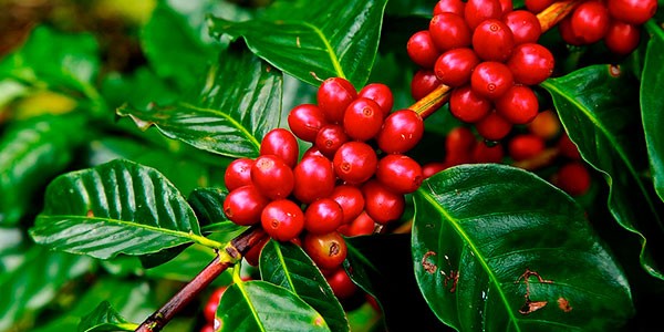Plantación de café en Guatemala