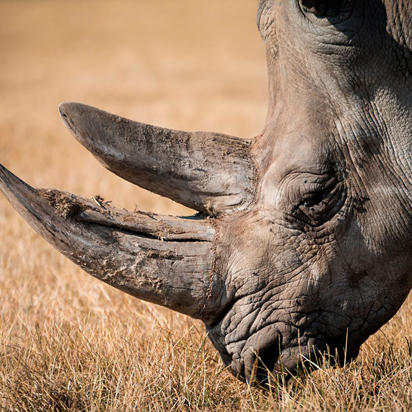 Ver rinocerontes en el safari Kenia con niños