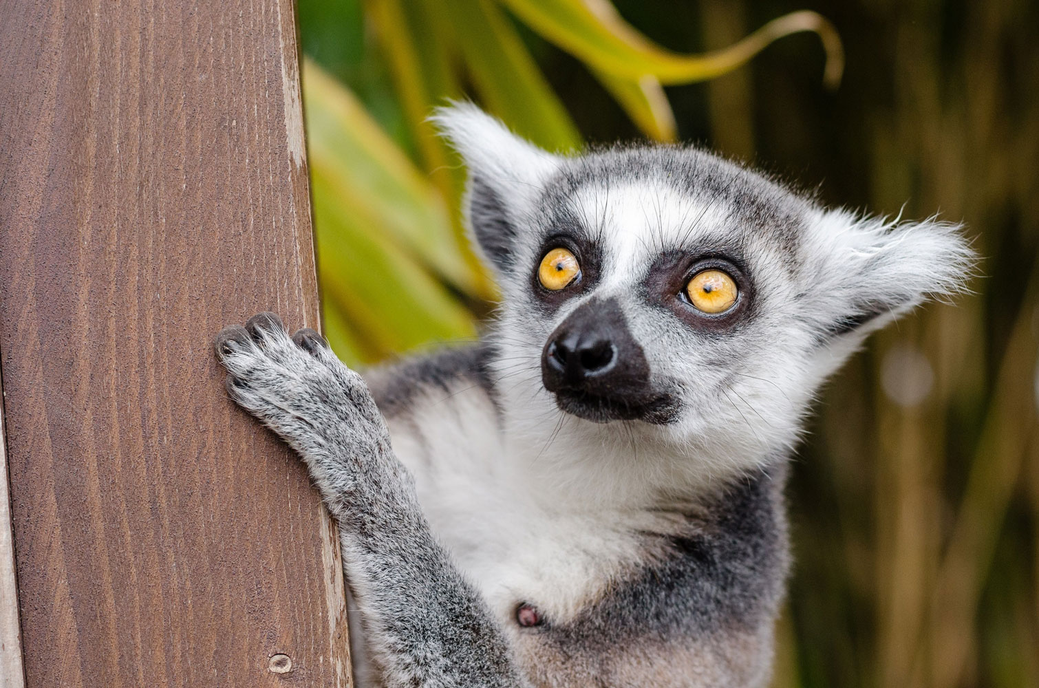 lemures-madagascar