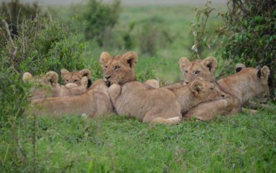¿Quieres vivir una aventura inolvidable? ¡Viaja a Kenia y descubre su naturaleza salvaje!
