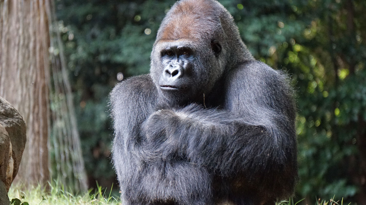gorilas en uganda