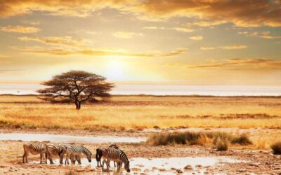 África: Descubre qué es un Safari y vive la aventura