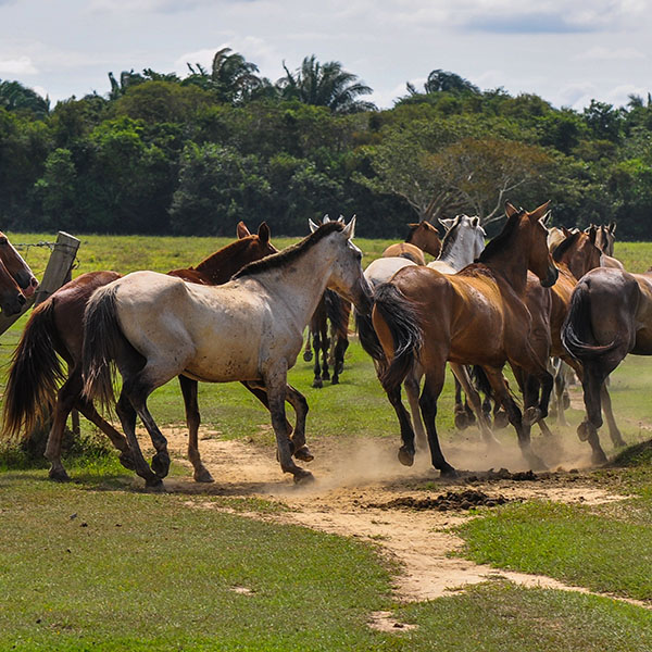 COLOMBIA LLANOS ORIENTALES