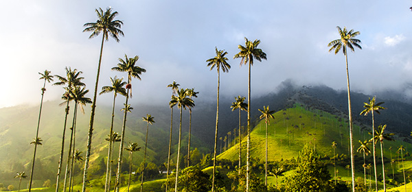COLOMBIA-PEREIRA-COCORA