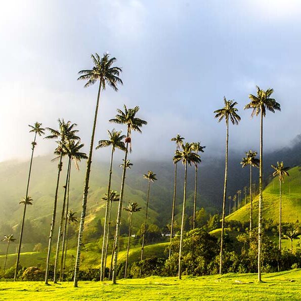 COLOMBIA-PEREIRA-COCORA COLOMBIA-PEREIRA-COCORA