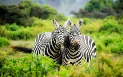 Los mejores safaris de África: Experiencias inolvidables en la fauna africana