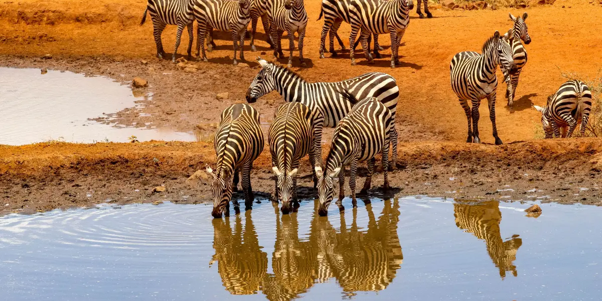 ecoturismo zafari uganda ecoturismo safari uganda