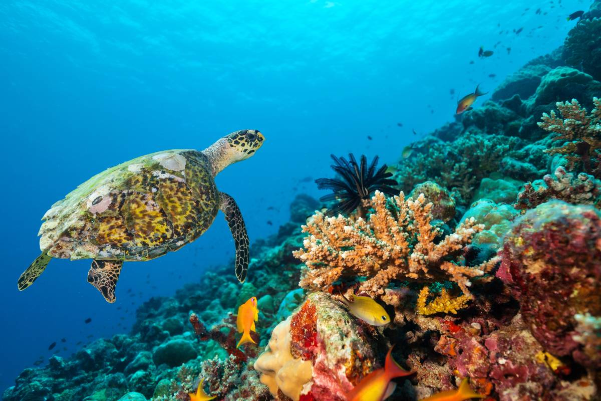buceo en maldivas