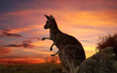 Australia: vive una aventura única