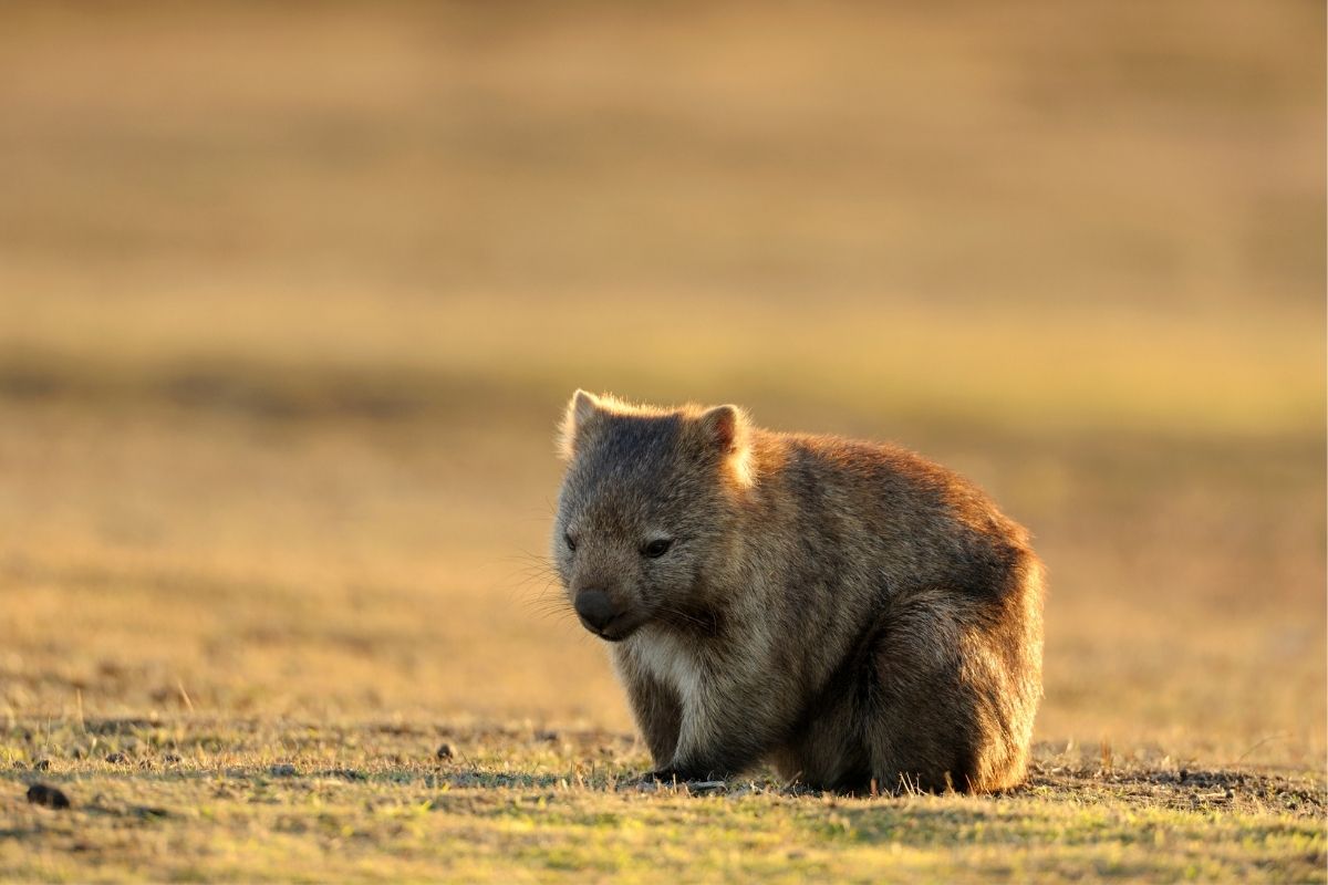 Wombat australiano