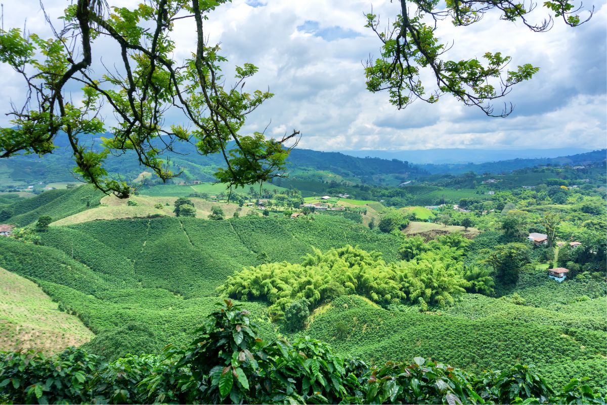 eje cafetero colombia eje cafetero colombia
