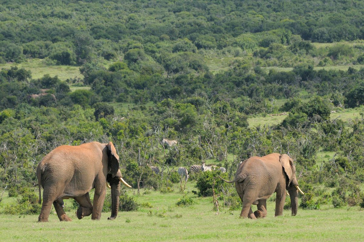 Parque Nacional Addo Elephant