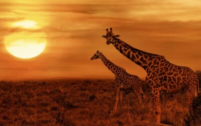Estos son los mejores destinos para viajar a Sudáfrica