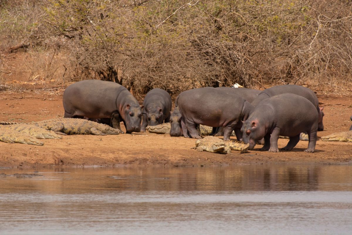 cocodrilos sudafrica