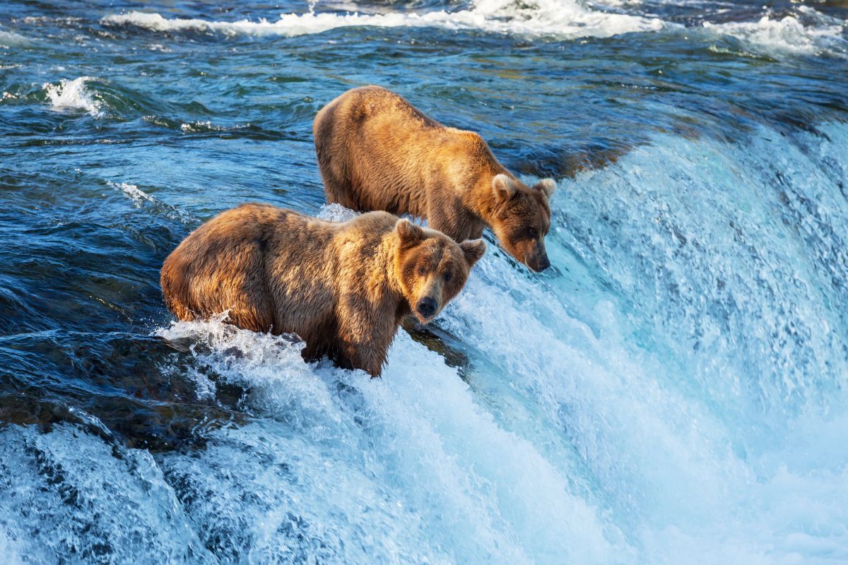 osos grizzly Alaska osos grizzly Alaska