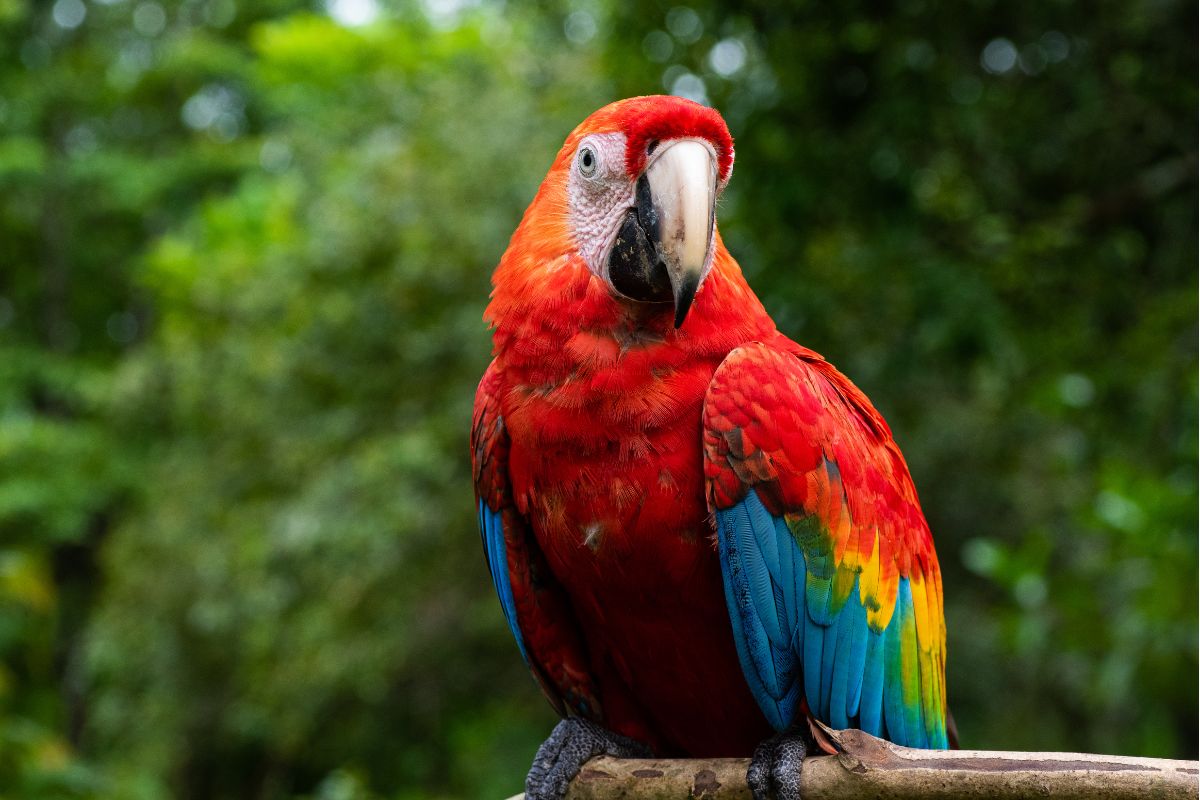 guacamayo amazonas guacamayo amazonas