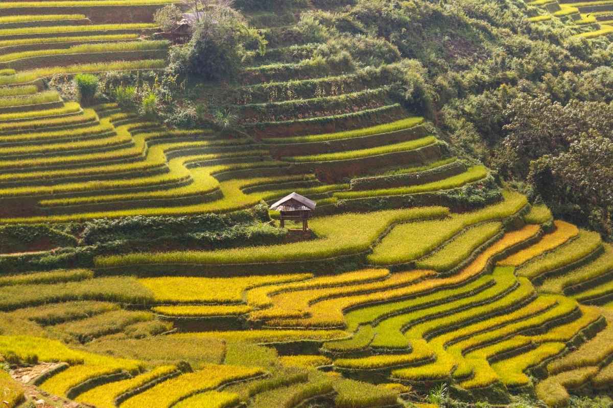 terrazas de arroz china terrazas de arroz china