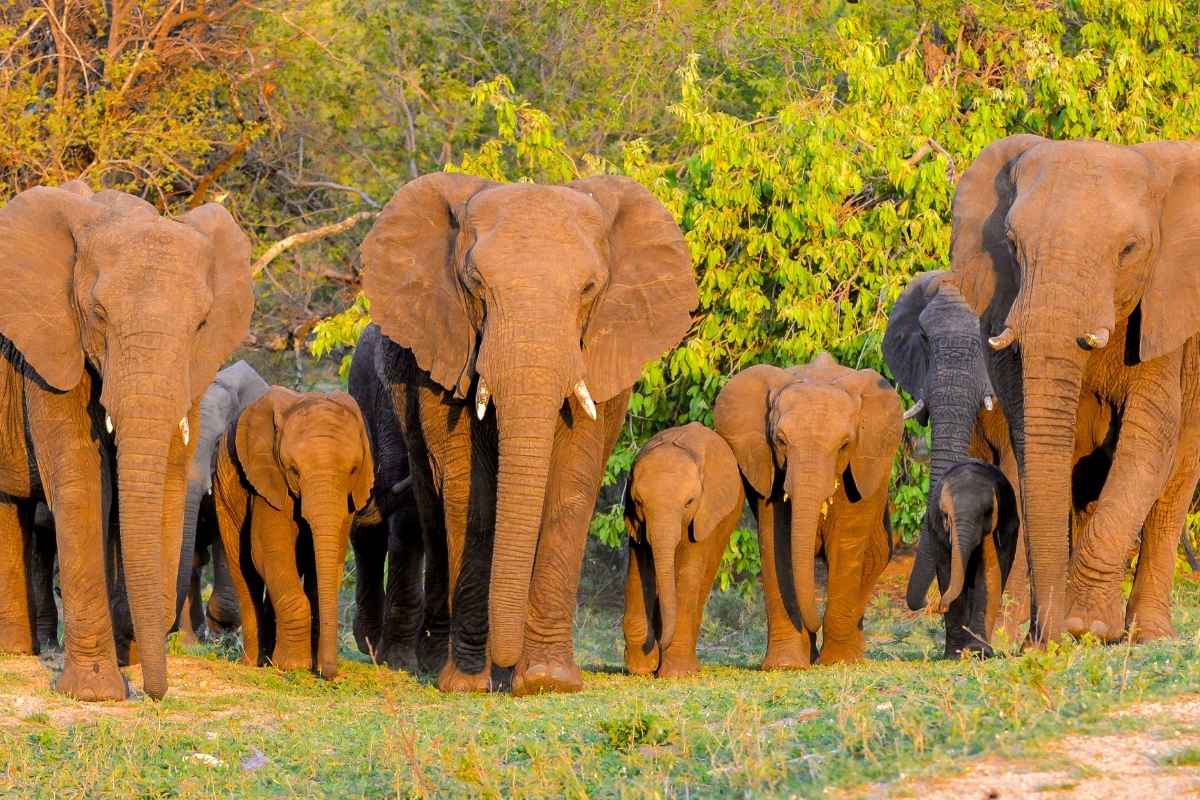 safari en kenia
