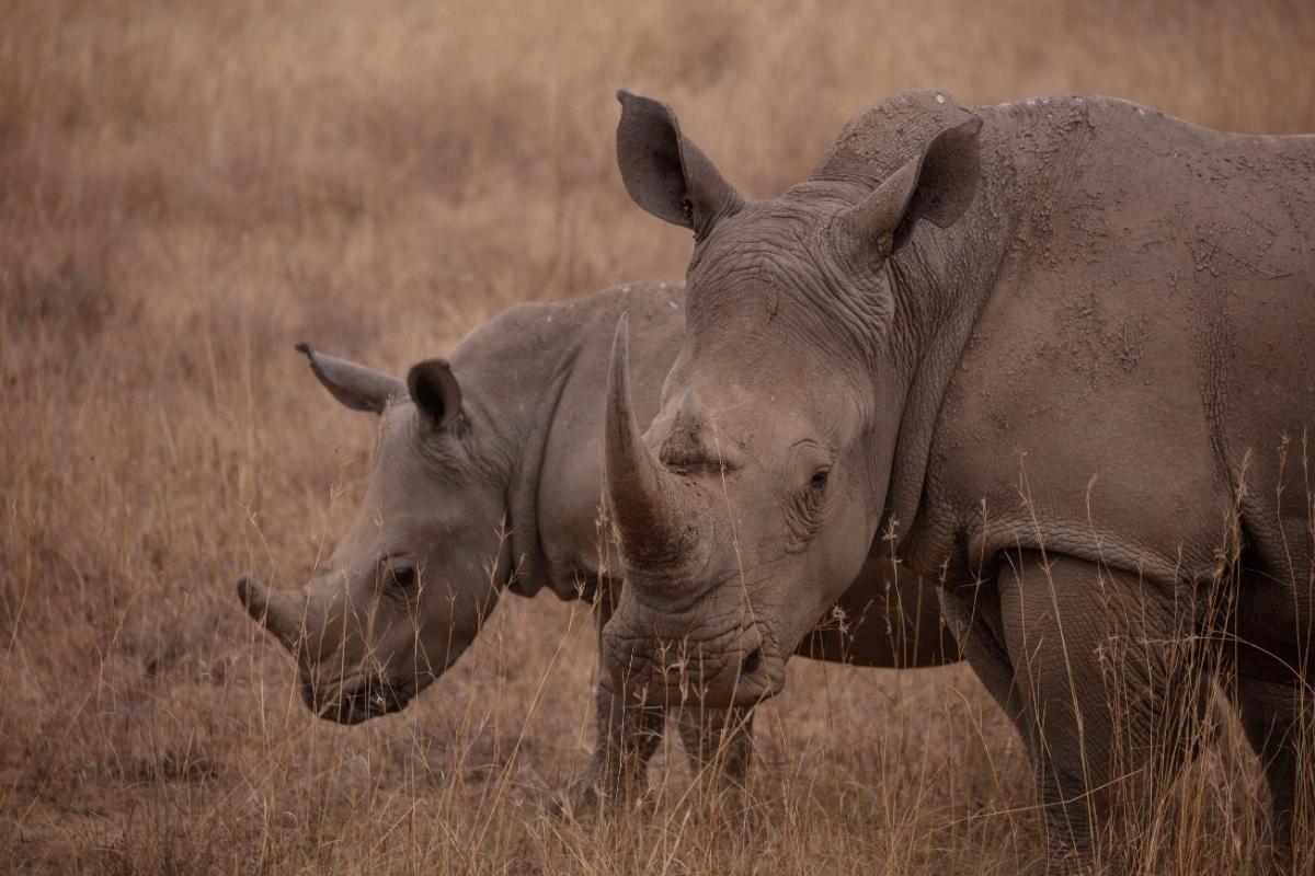 safari en tanzania
