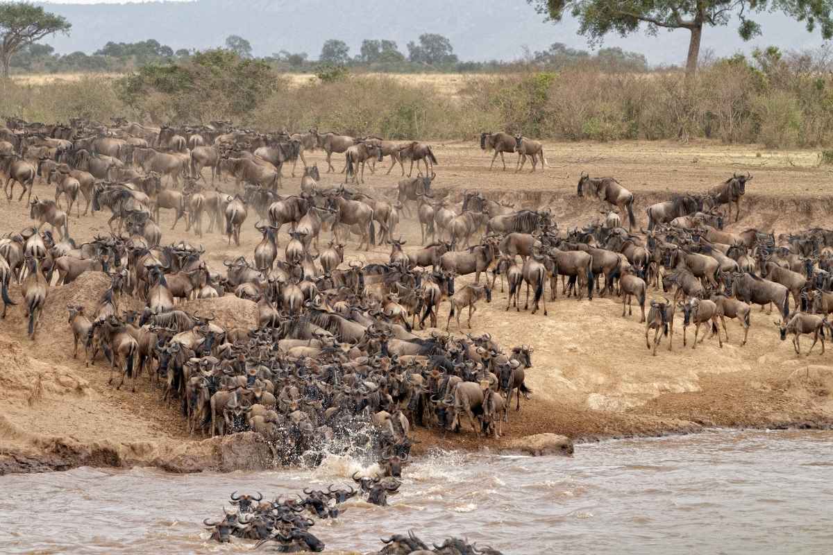la gran migracion