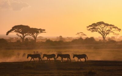 ¿Safari en Kenia o Tanzania? La guía definitiva para elegir tu aventura por África