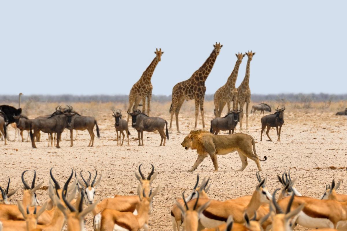cuando viajar a tanzania