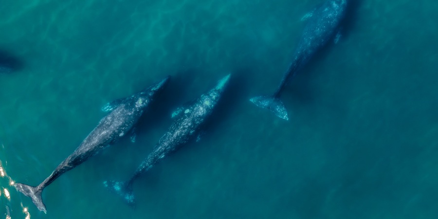 Grey,Whales,Migration,Aerial,View,Grey,Whale,In,Mexico,Baja Fly and drive Yucatán, Sitio arqueológico de Coba