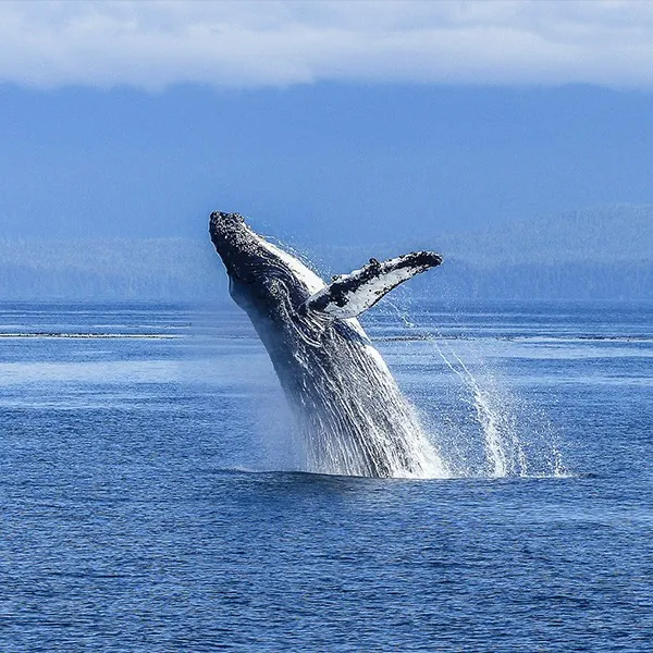 Safari fotográfico de ballenas en Canadá este