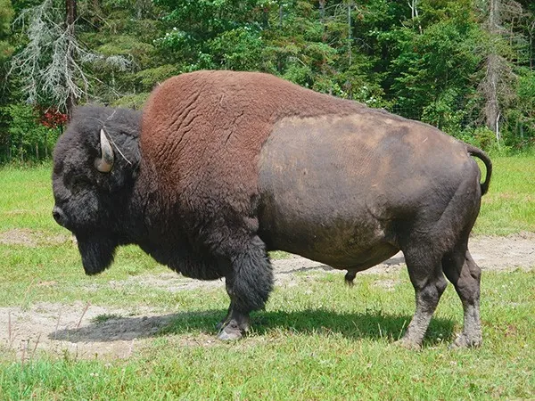 Excursión a granja de bisontes en Canadá