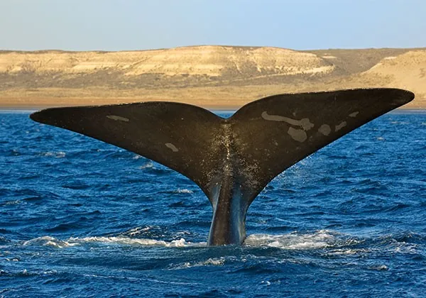 Avistamiento de ballenas en Península Valdés, Argentina