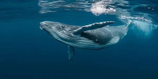 Observación de ballenas en Argentina desde cabina submarina del Yellow Submarine